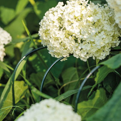 Bellissa Hortensienstütze 'ANNABELLE', 2er-Set, grün, H80 x L75 x L72 cm Bellissa Hortensienstütze 'ANNABELLE', 2er-Set, grün, H80 x L75 x L72 cm