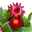 Strohblume, 6er-Set, rot, Topf 12 cm Ø