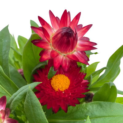 Strohblume rot, Topf- Ø 12 cm, 6 Stück