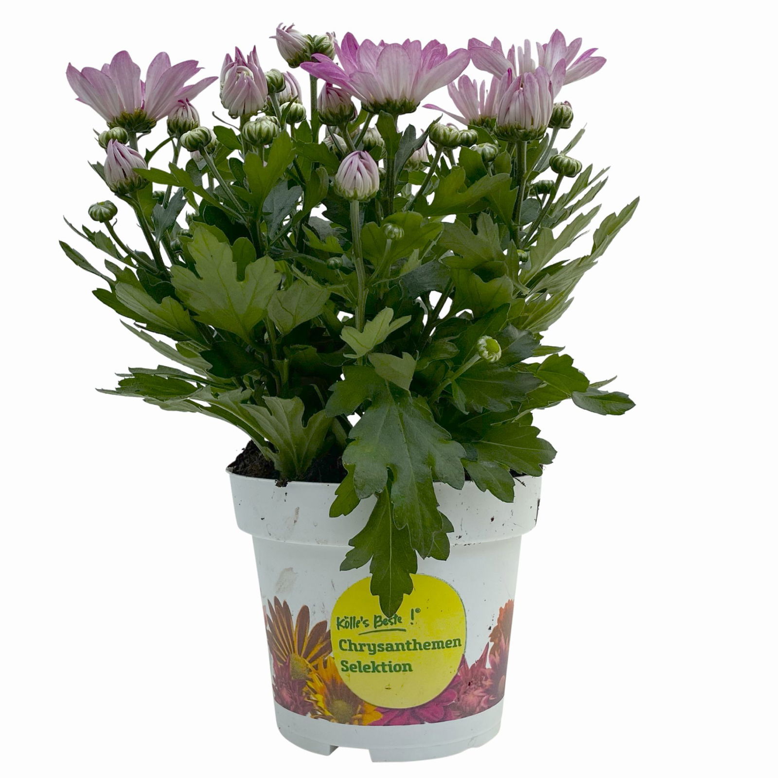 Chrysanthemen 'Rainbow Rosy' rosa-weiß, Topf-Ø 14 cm, 4 Pflanzen