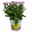 Chrysanthemen 'Rainbow Rosy' rosa-weiß, Topf-Ø 14 cm, 4 Pflanzen