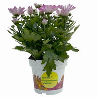 Chrysanthemen 'Rainbow Rosy' rosa-weiß, Topf-Ø 14 cm, 4 Pflanzen