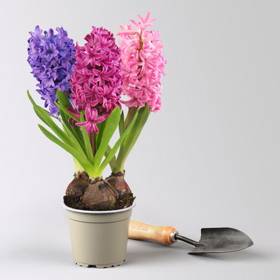 Hyazinthe 'Trio', lila, rosa & blau, vorgetrieben, Topf-Ø 12 cm, 6 Pflanzen Hyazinthe 'Trio', lila, rosa & blau, vorgetrieben, Topf-Ø 12 cm, 6 Pflanzen