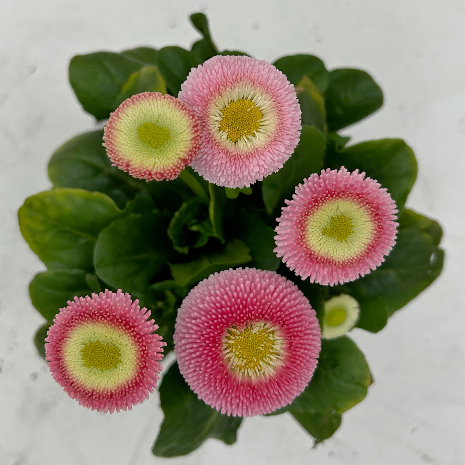 Bellis perennis 'Erdbeer-Sahne', rosa, Topf-Ø 12 cm, 6 Pflanzen