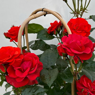 Beetrose 'Westpoint'®, blutorange, Doppelbogen, Topf 10 Liter