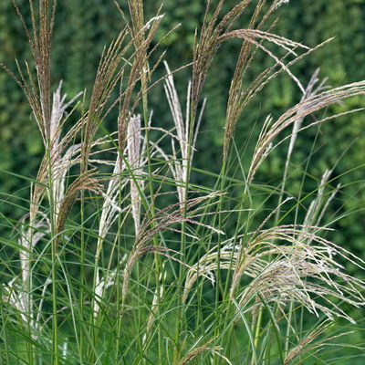 Bio Chinaschilf 'Kleine Silberspinne', Topf 5 Liter Bio Chinaschilf 'Kleine Silberspinne', Topf 5 Liter