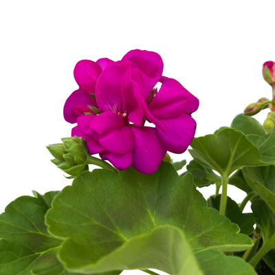 Geranie lila, stehend, Topf-Ø ca. 10,5 cm, 8 Pflanzen