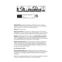 Kölles Beste Blumenknollen Einfache Dahlie 'Sonnenblume'