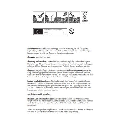 Kölles Beste Blumenknollen Einfache Dahlie 'Sonnenblume'