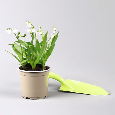 Zwiebelpflanzen-Set Frühlingsbote, gelb-weiß, 9 Pflanzen Zwiebelpflanzen-Set Frühlingsbote, gelb-weiß, 9 Pflanzen