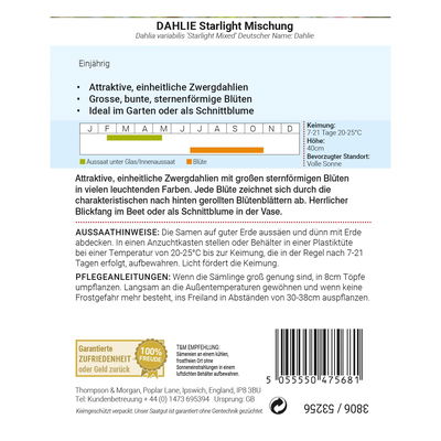 Dahlie Starlight Mischung / einjährig, auffällig, sternförmig Dahlie Starlight Mischung / einjährig, auffällig, sternförmig