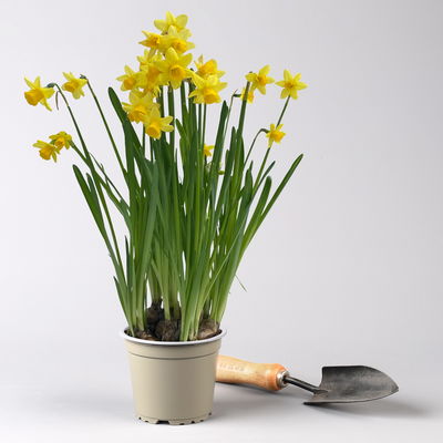 Grabbepflanzung Frühling bunt, 12 Pflanzen Grabbepflanzung Frühling bunt, 12 Pflanzen