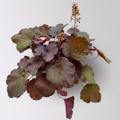 Bio Purpurglöckchen Little Cuties® 'Blondie', rotlaubig, Topf-Ø 12 cm, 3 Stück Bio Purpurglöckchen Little Cuties® 'Blondie', rotlaubig, Topf-Ø 12 cm, 3 Stück