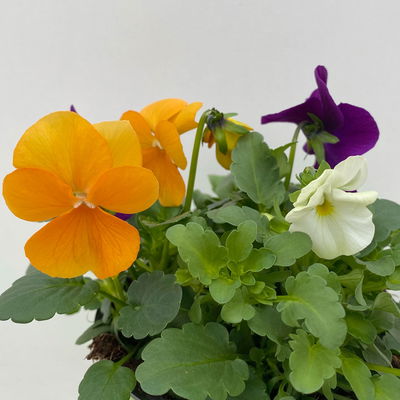 Hornveilchen 'Trio', orange-weiß-blau, Topf -Ø 10/11 cm, 8 Pflanzen