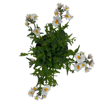 Elfenspiegel, weiß, Topf-Ø 12 cm, 6 Pflanzen