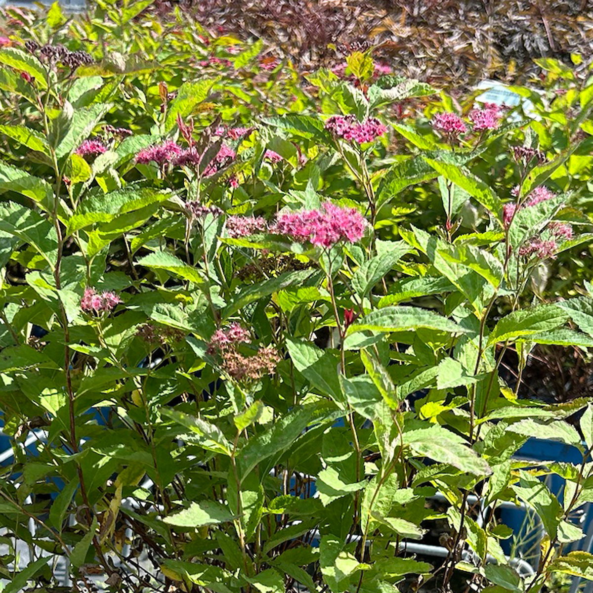 Rote Japanspiere 'Double Play® Red', Spiraea japonica, rot, im Topf 5 Liter