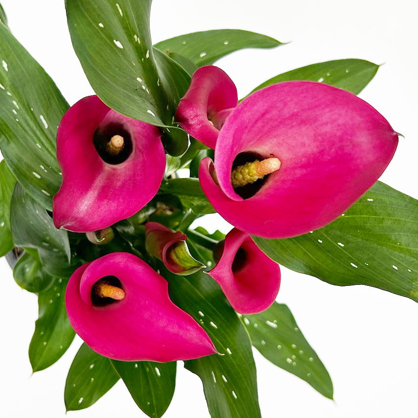 Calla rosa, Topf-Ø 11 cm, Höhe ca. 27 cm, 2er-Set