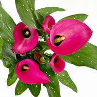 Calla rosa, Topf-Ø 11 cm, Höhe ca. 27 cm, 2er-Set
