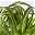 Grünlilie 'Bonnie' mit Keramiktopf Dallas weiß, Topf-Ø 12 cm, Höhe ca. 25 cm