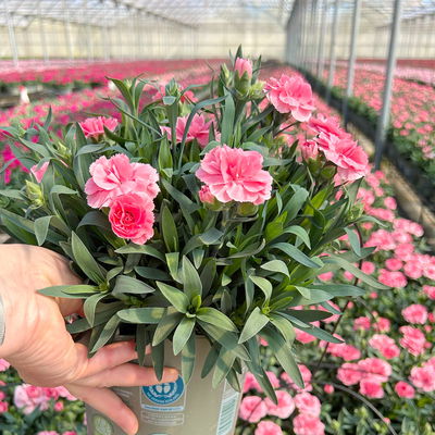 Nelke 'Oscar®', Farbe zufällig, Topf-Ø 14 cm, 4 Pflanzen