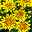 Chrysanthemen 'Rainbow Lake Worth' gelb-rot gestreift, Topf-Ø 14 cm, 4er-Set