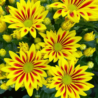 Chrysanthemen 'Rainbow Lake Worth', gelb-rot gestreift, Topf-Ø 14 cm, 4 Pflanzen Chrysanthemen 'Rainbow Lake Worth', gelb-rot gestreift, Topf-Ø 14 cm, 4 Pflanzen