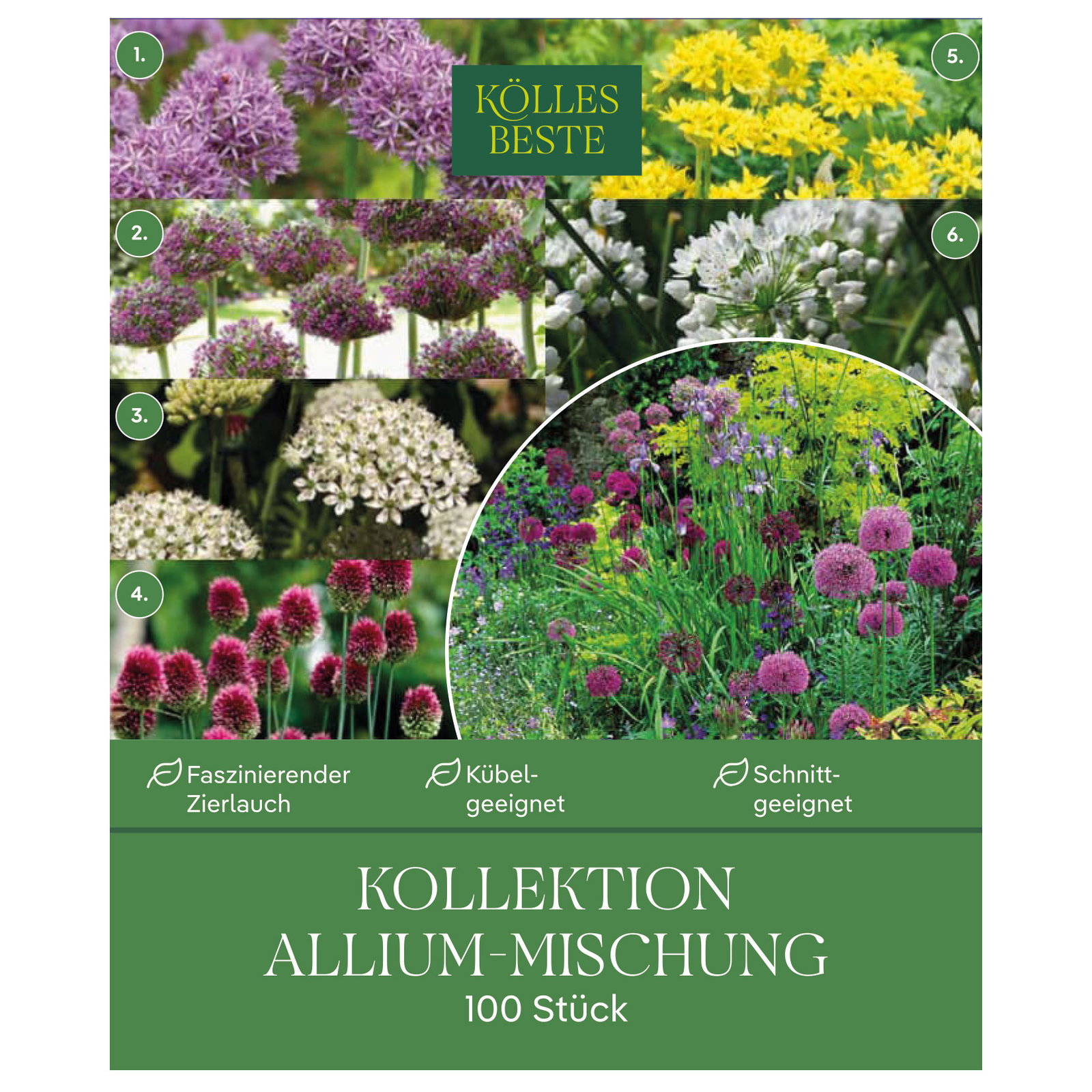 Kölles Beste Kollektion 'Allium-Mischung', 100 Blumenzwiebeln Kölles Beste Kollektion 'Allium-Mischung', 100 Blumenzwiebeln