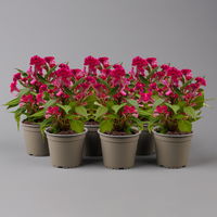 Celosia 'Hot Topic Pink' pink, Topf-Ø 12 cm, 6er-Set