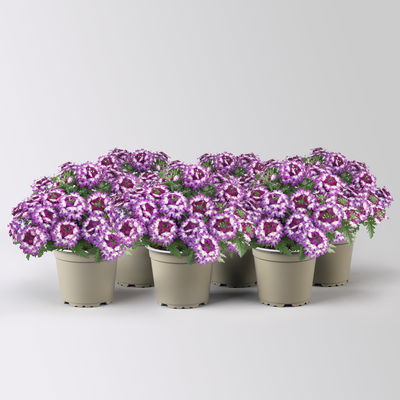 Eisenkraut, blau-weiß, Topf-Ø 12 cm, 6 Pflanzen