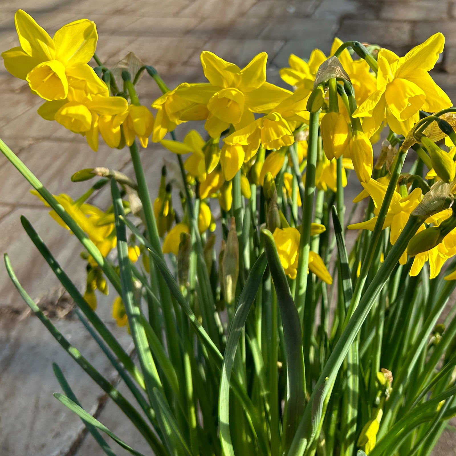 Narzisse 'Golden Bouquet' gelb, vorgetrieben, Schale-Ø 23 cm