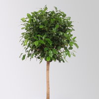 Lorbeerfeige, Stamm, Topf-Ø 34 cm, Höhe ca. 140 cm