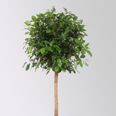 Lorbeerfeige, Stamm, Topf-Ø 34 cm, Höhe ca. 140 cm