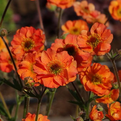 Bio Nelkenwurz 'Totally Tangerine', orange halbgefüllt, Topf-Ø 12 cm, 3 Pflanzen Bio Nelkenwurz 'Totally Tangerine', orange halbgefüllt, Topf-Ø 12 cm, 3 Pflanzen