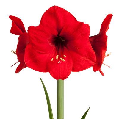 Amaryllis in Wachs, Dekor 'Pullover Nordic', Farbe zufällig, Blüte rot