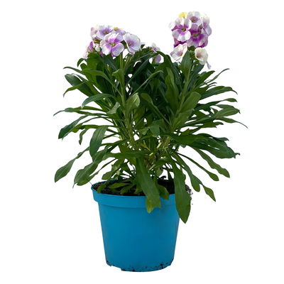 Bio Goldlack, Farben zufällig, Topf-Ø 12 cm, 3 Pflanzen Bio Goldlack, Farben zufällig, Topf-Ø 12 cm, 3 Pflanzen