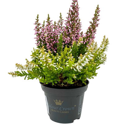 Knospenheide 'Colour Crown®', Farben zufällig, Topf-Ø 6 cm, 12 Pflanzen Knospenheide 'Colour Crown®', Farben zufällig, Topf-Ø 6 cm, 12 Pflanzen