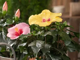 Zimmerhibiskus (Hibiscus rosa-sinensis) Zimmerhibiskus (Hibiscus rosa-sinensis)