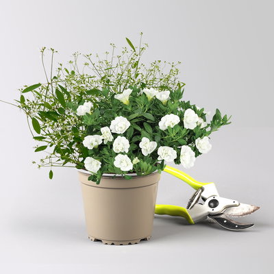 Zauberglöckchen & Schneewolke, weiß, Topf-Ø 13 cm, 6 Pflanzen