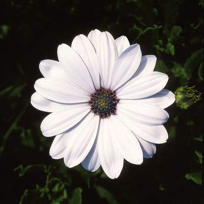 Kapkörbchen weiß, Topf-Ø 12 cm, 6er-Set