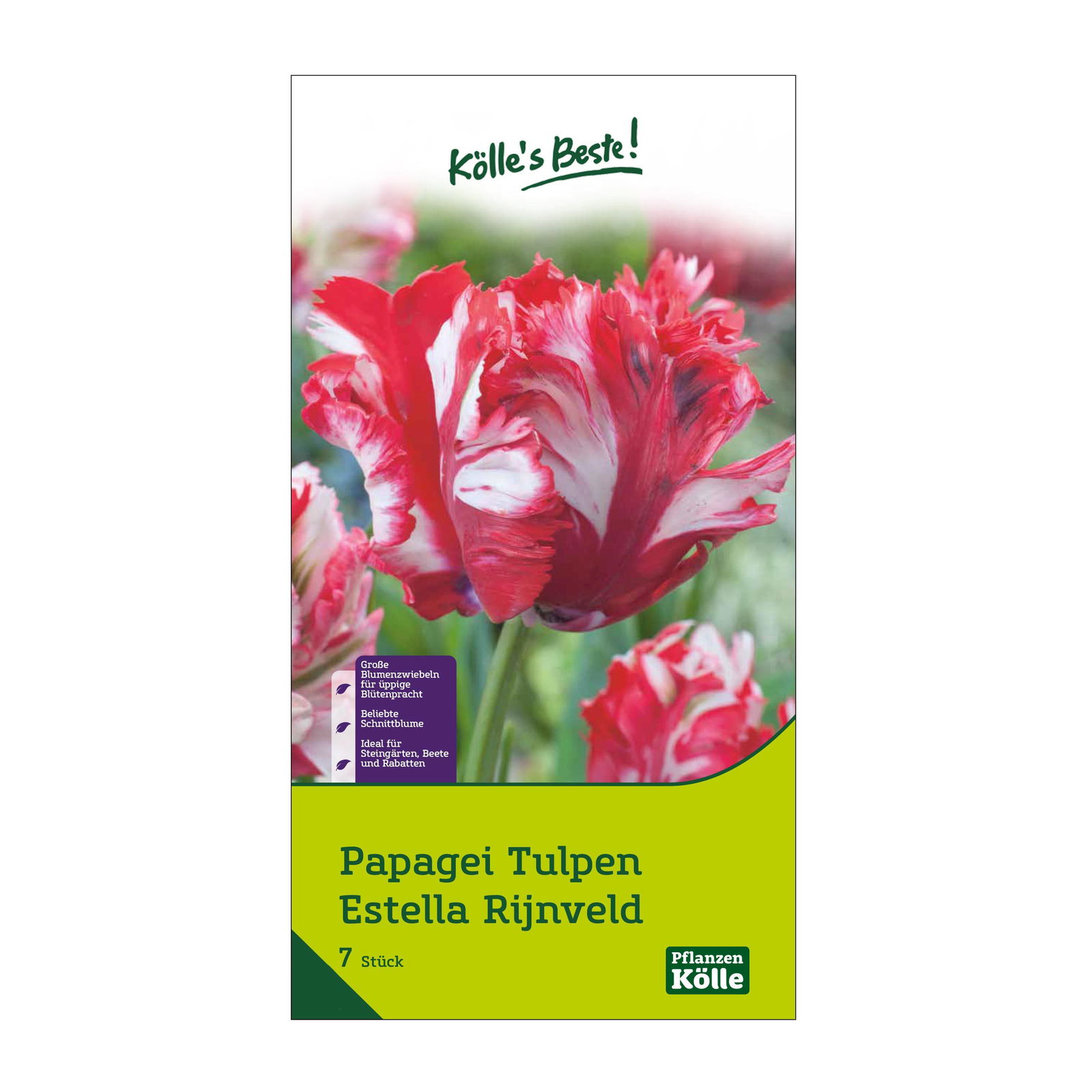 Papageitulpen Estella Rijnveld rot/weiß, 7 Blumenzwiebeln