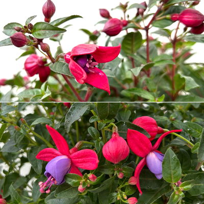 Fuchsie, Farbe zufällig, Topf-Ø 17 cm, Höhe ca. 40 cm, 2 Pflanzen Fuchsie, Farbe zufällig, Topf-Ø 17 cm, Höhe ca. 40 cm, 2 Pflanzen