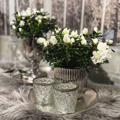 Azalee, 3er-Set, weiss gefüllt, Topf 12 cm Ø