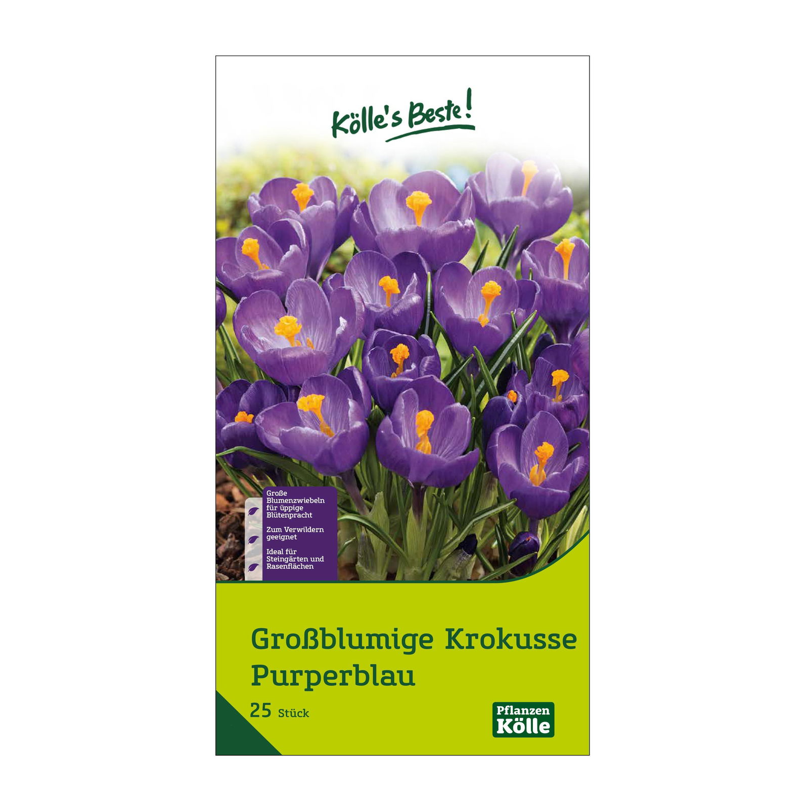 großblumige Krokusse purpurblau, 25 Blumenzwiebeln