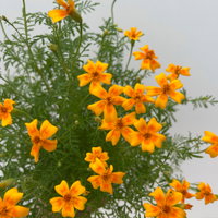 Bio Gewürztagetes, Topf-Ø 12 cm Bio Gewürztagetes, Topf-Ø 12 cm