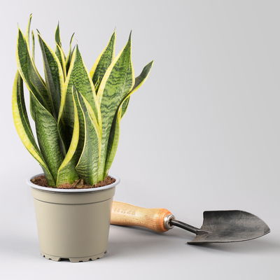 Grünpflanzen Überraschungs-Mix, Topf-Ø 11-14 cm, Höhe 15-50 cm, 6 Pflanzen Grünpflanzen Überraschungs-Mix, Topf-Ø 11-14 cm, Höhe 15-50 cm, 6 Pflanzen