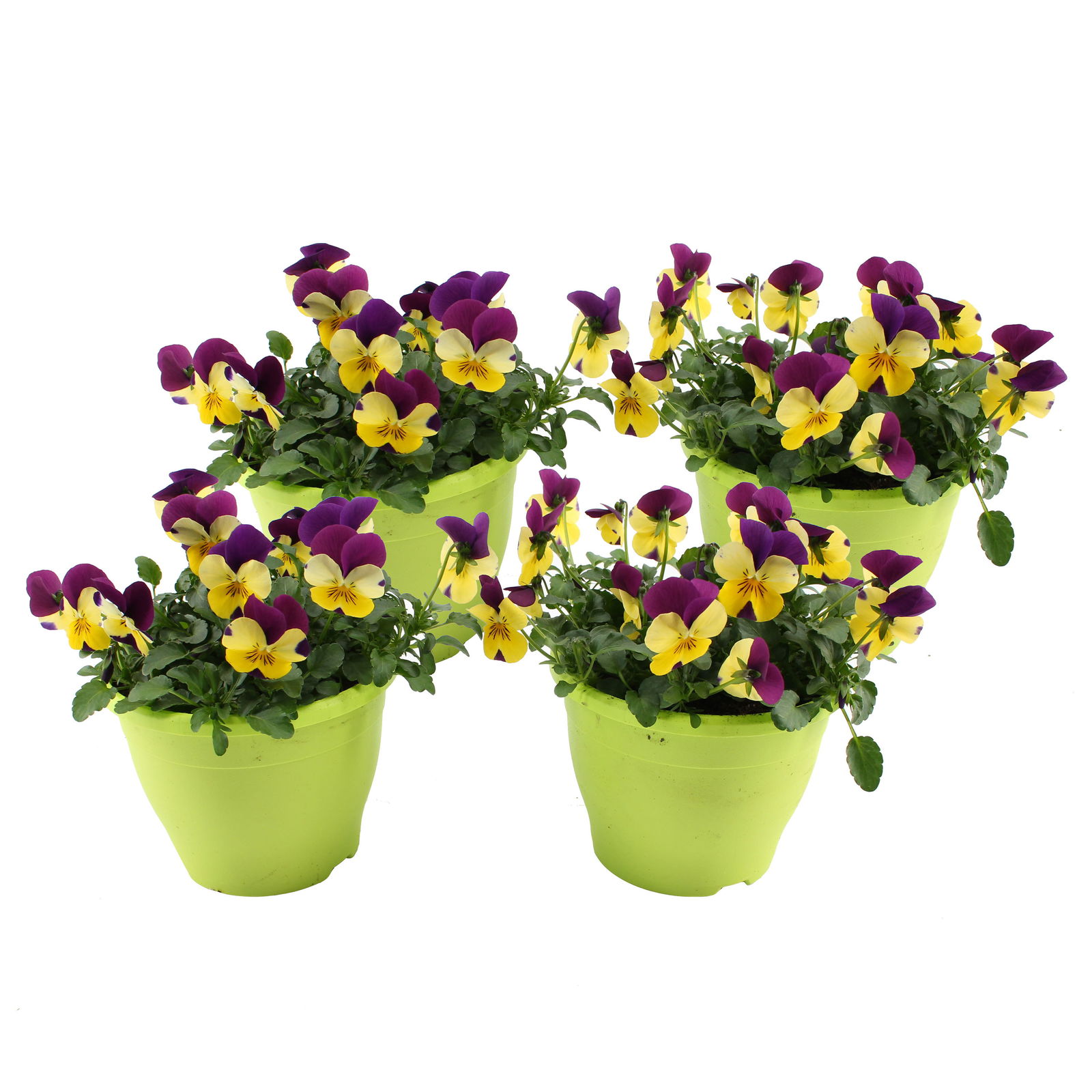 Hornveilchen 'Yellow and Purple'  gelb-lila, Topf-Ø 14 cm, 4er-Set