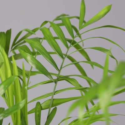 Bergpalme mit Keramiktopf anthrazit, Topf-Ø 12 cm, Höhe ca. 30 cm, 2er-Set