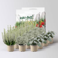 Pflanzenkreation 'Silver-Mix', silber-weiß, 12 Pflanzen + 2x 10 l Erde