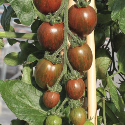 Blu Bio Cocktail-Tomatenpflanze 'Balkonia F1', Topf-Ø 12 cm, 6er-Set