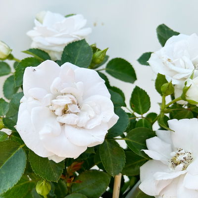 Bodendeckerrose 'Aspirin'®, weiß, Topf 3 Liter, 4 Pflanzen Bodendeckerrose 'Aspirin'®, weiß, Topf 3 Liter, 4 Pflanzen